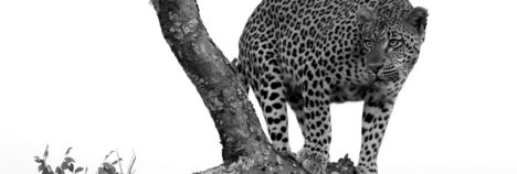 Elusive Leopard sightings like no other