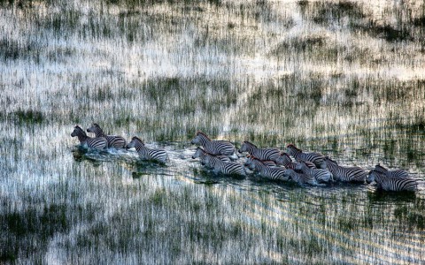 Selinda Explorers Camp WIldlife