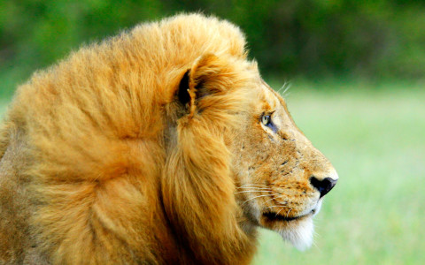Lion-Chobe-Botswana-Safari