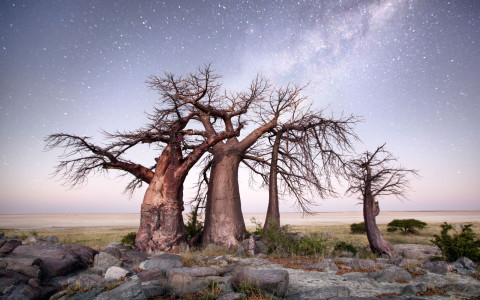 makgadikgadi salt pans kudu island botswana safari