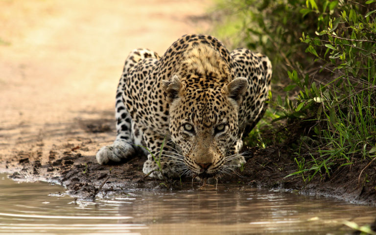 Top 5 Spots to See Leopards in Africa - Blog - Iconic Africa