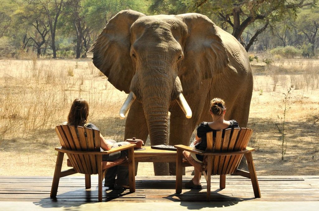 Best Places to See Elephants - Blog - Iconic Africa