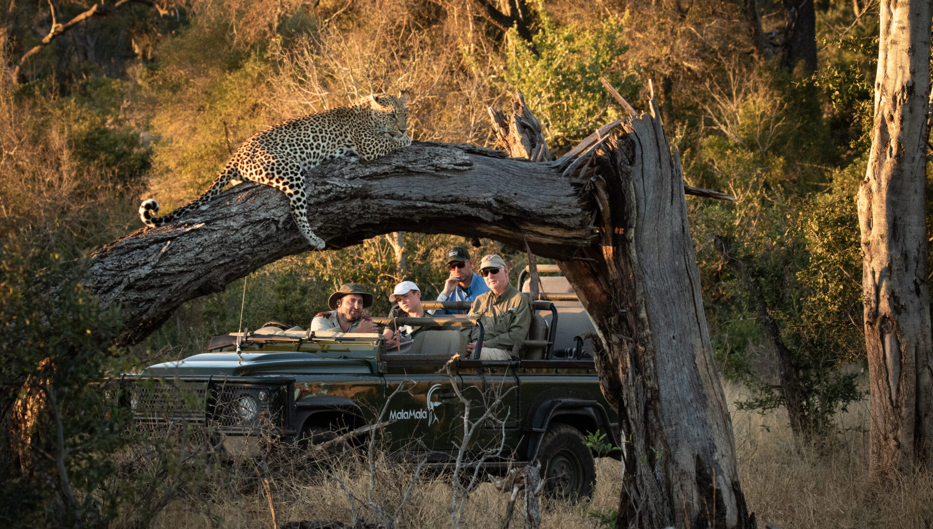 Mala Mala Magic - Blog - Iconic Africa