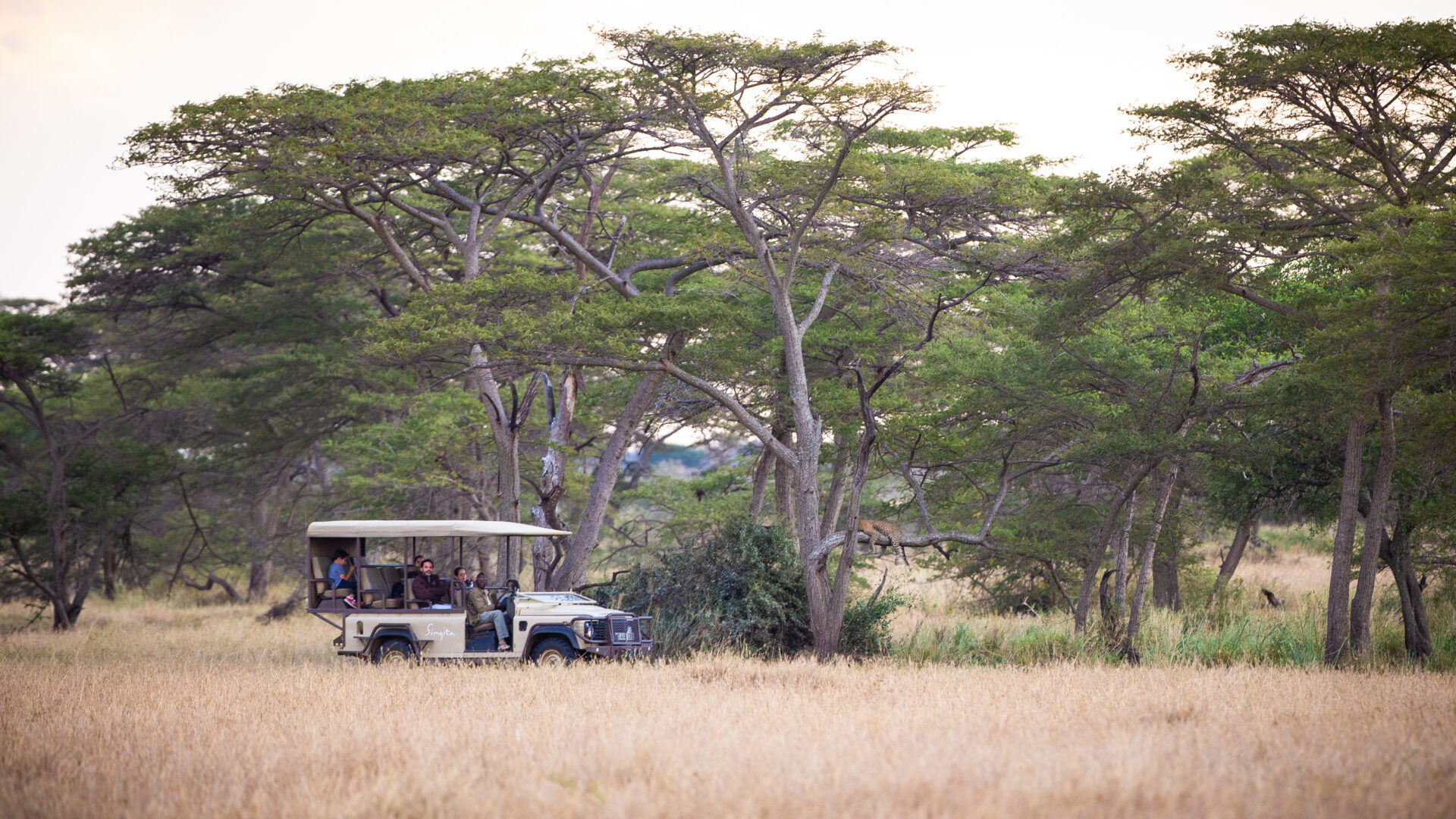 Where to View Leopards in 2023 - Blog - Iconic Africa
