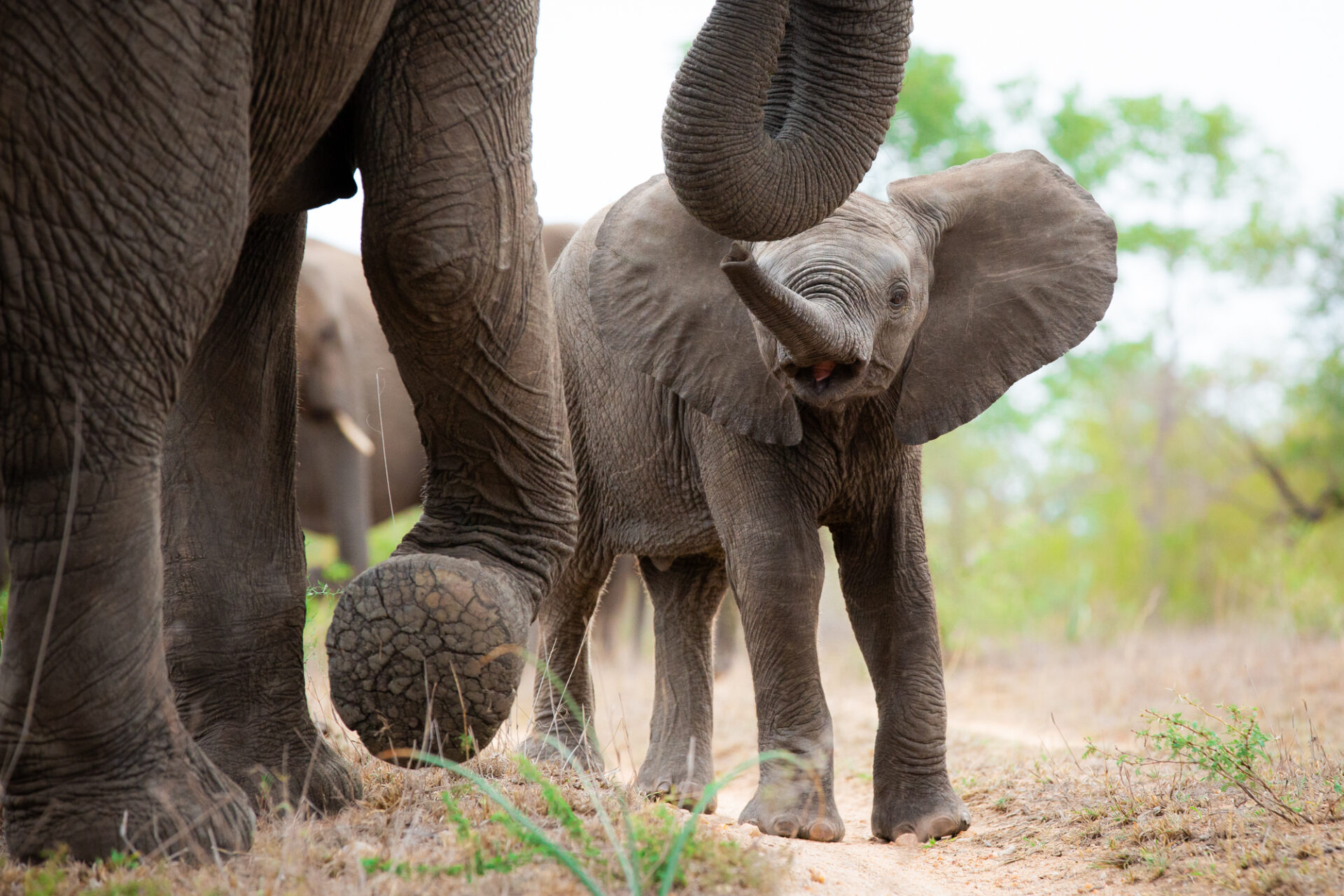 The Best Places to View Elephants in Africa - Blog - Iconic Africa