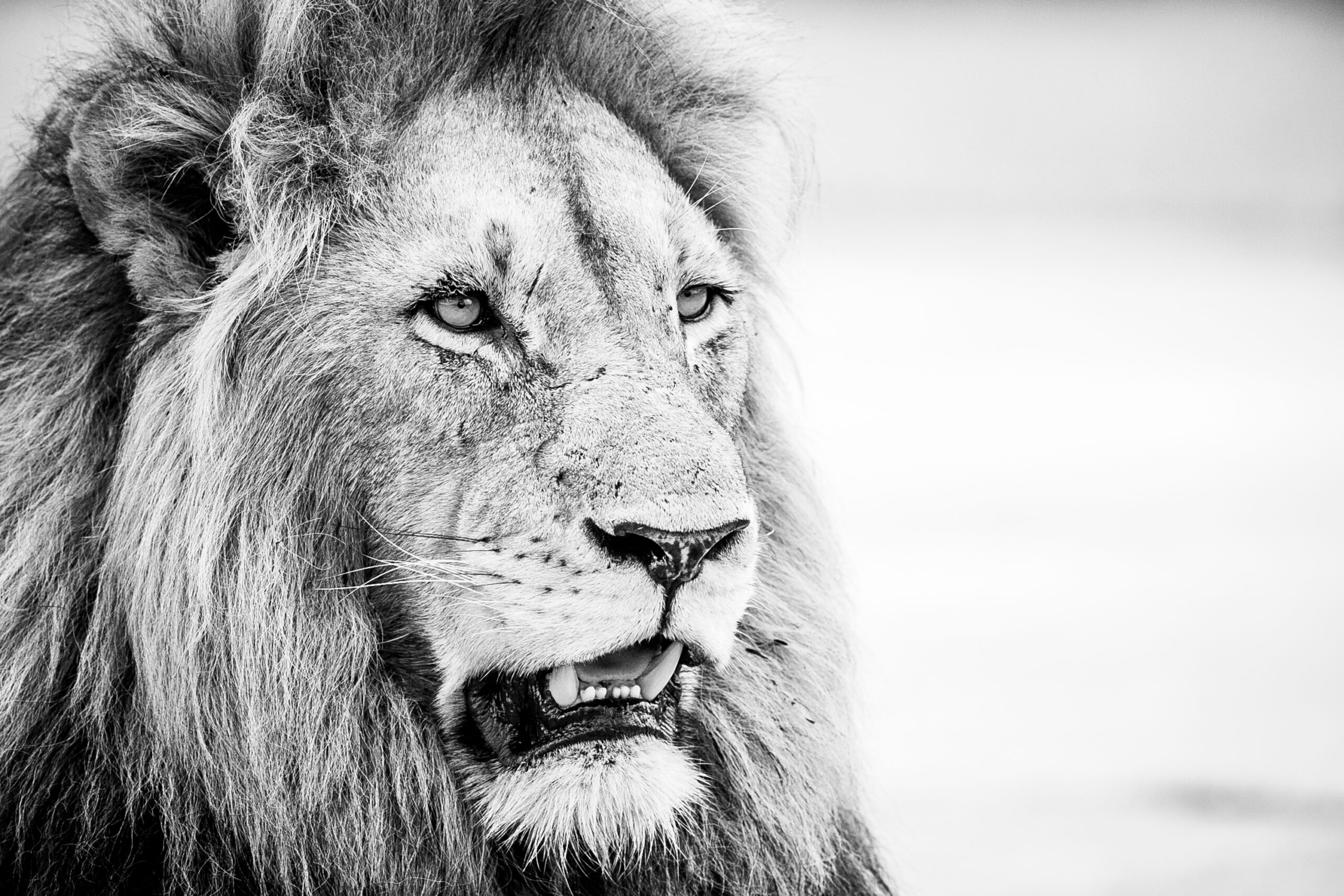 Iconic Africa Wins Another Award - Blog - Iconic Africa