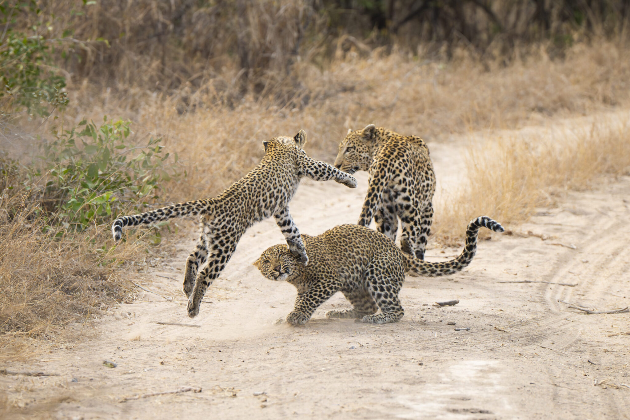 How to Get the Shot in Wildlife Photography - Blog - Iconic Africa